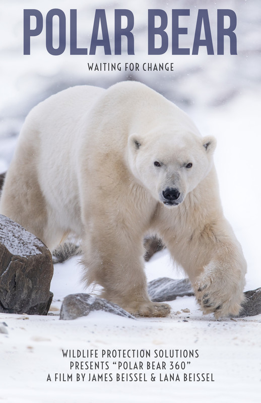 Polar Bear - 360
